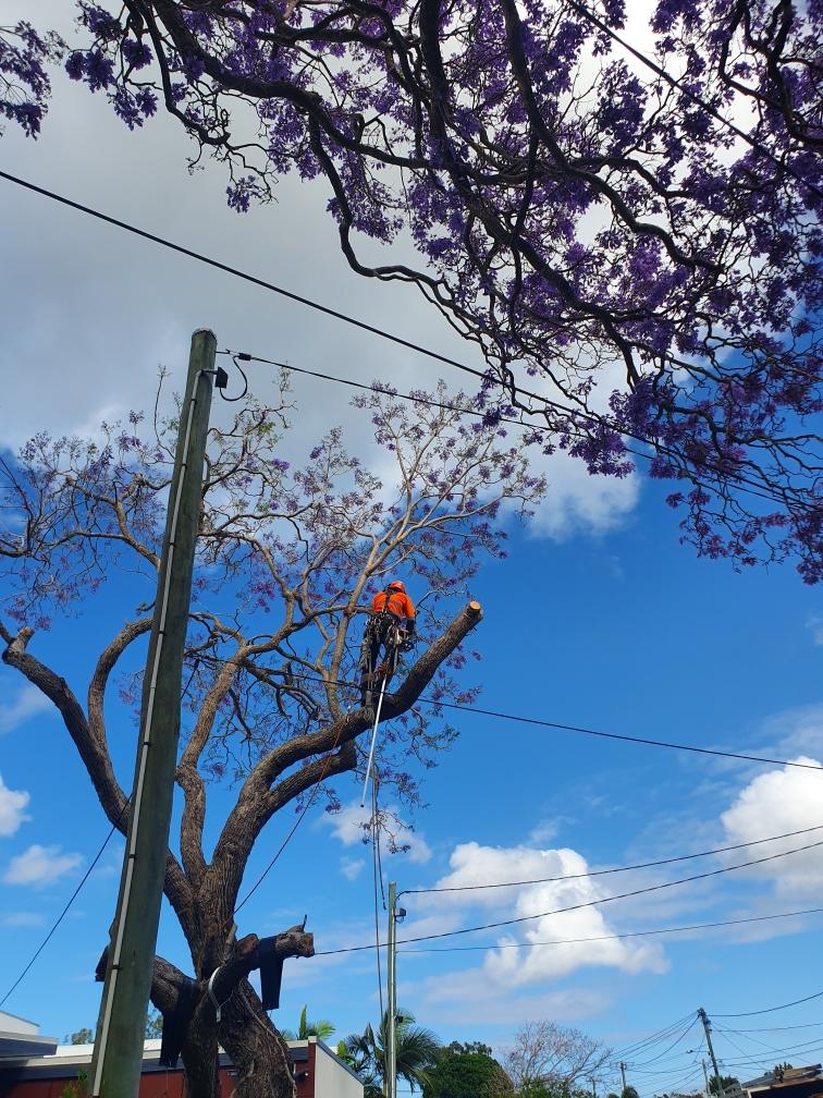 affordable Tree Services In Brisbane