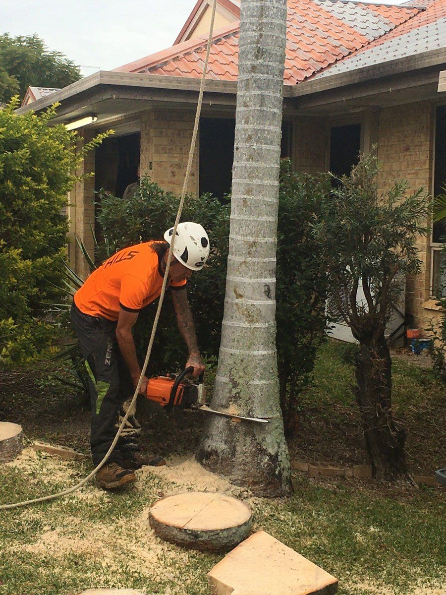 man removing hazardous tree