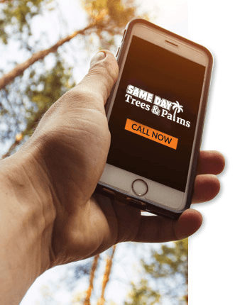 holding-phone-call-same-day-trees-and-palms