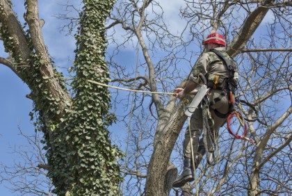 man-on-pruning-and-shaping