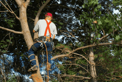 man on regular tree trimming & pruning