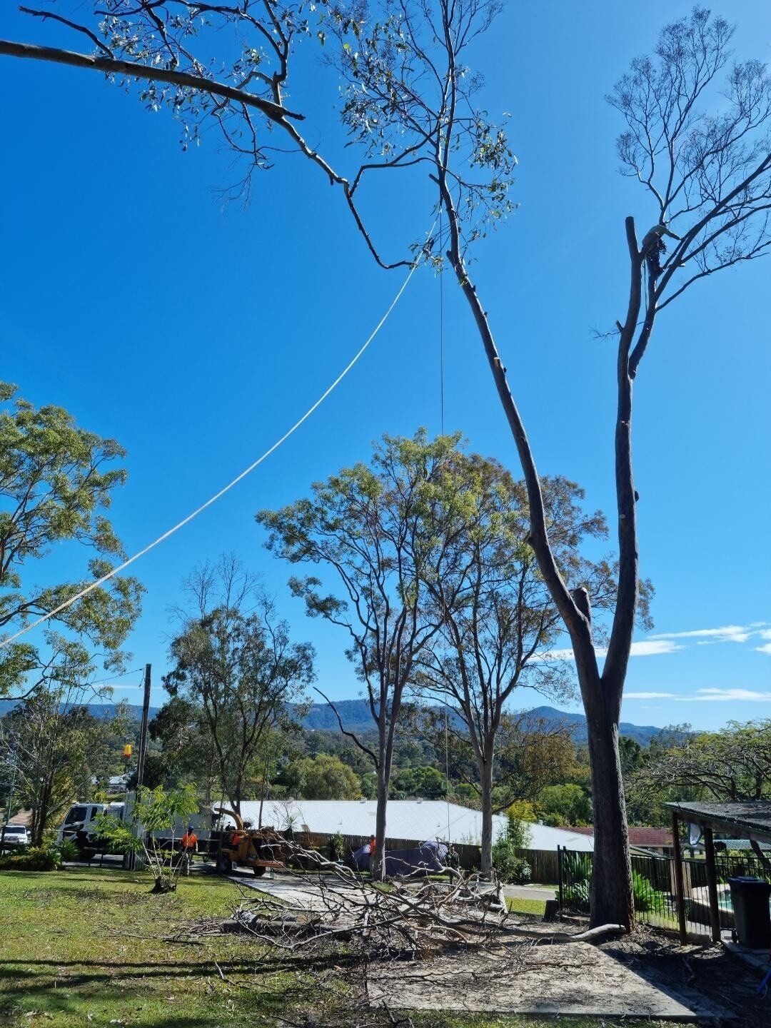 affordable tree loppers brisbane