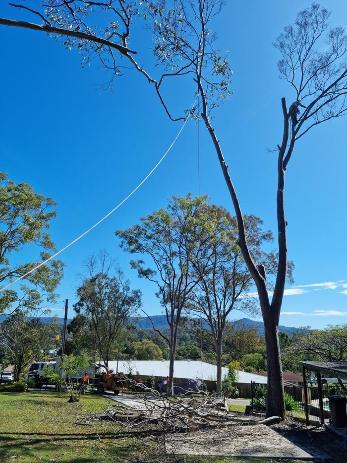 professional arborist brisbane
