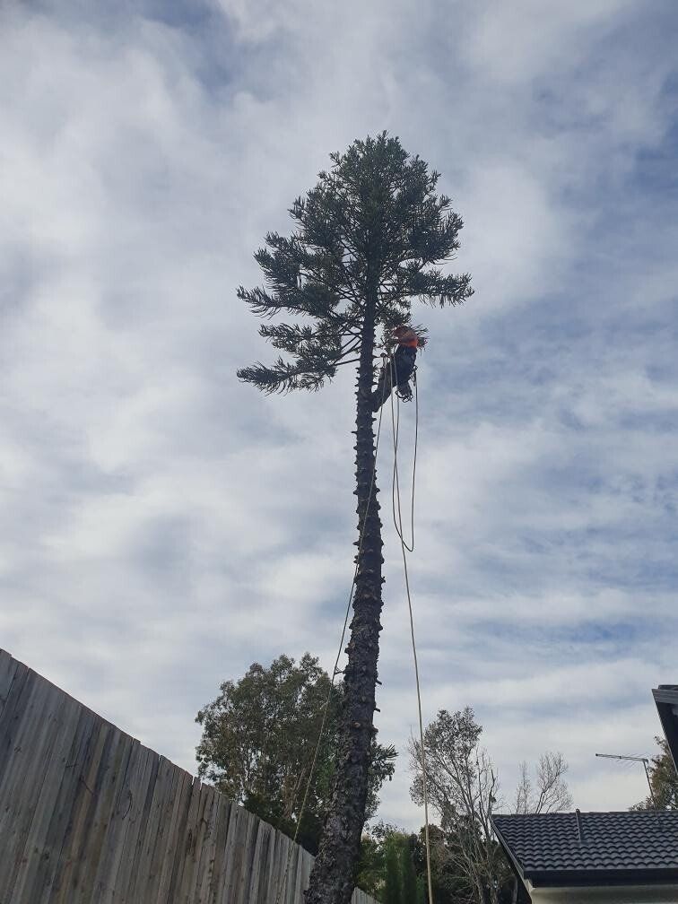 affordable tree removal brisbane