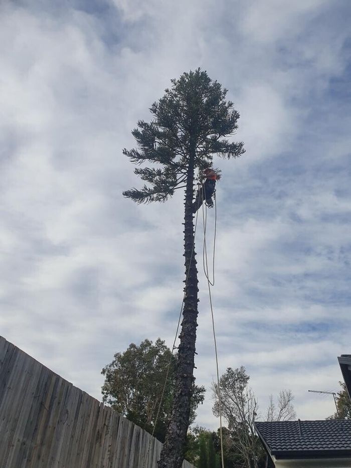 affordable tree removal brisbane