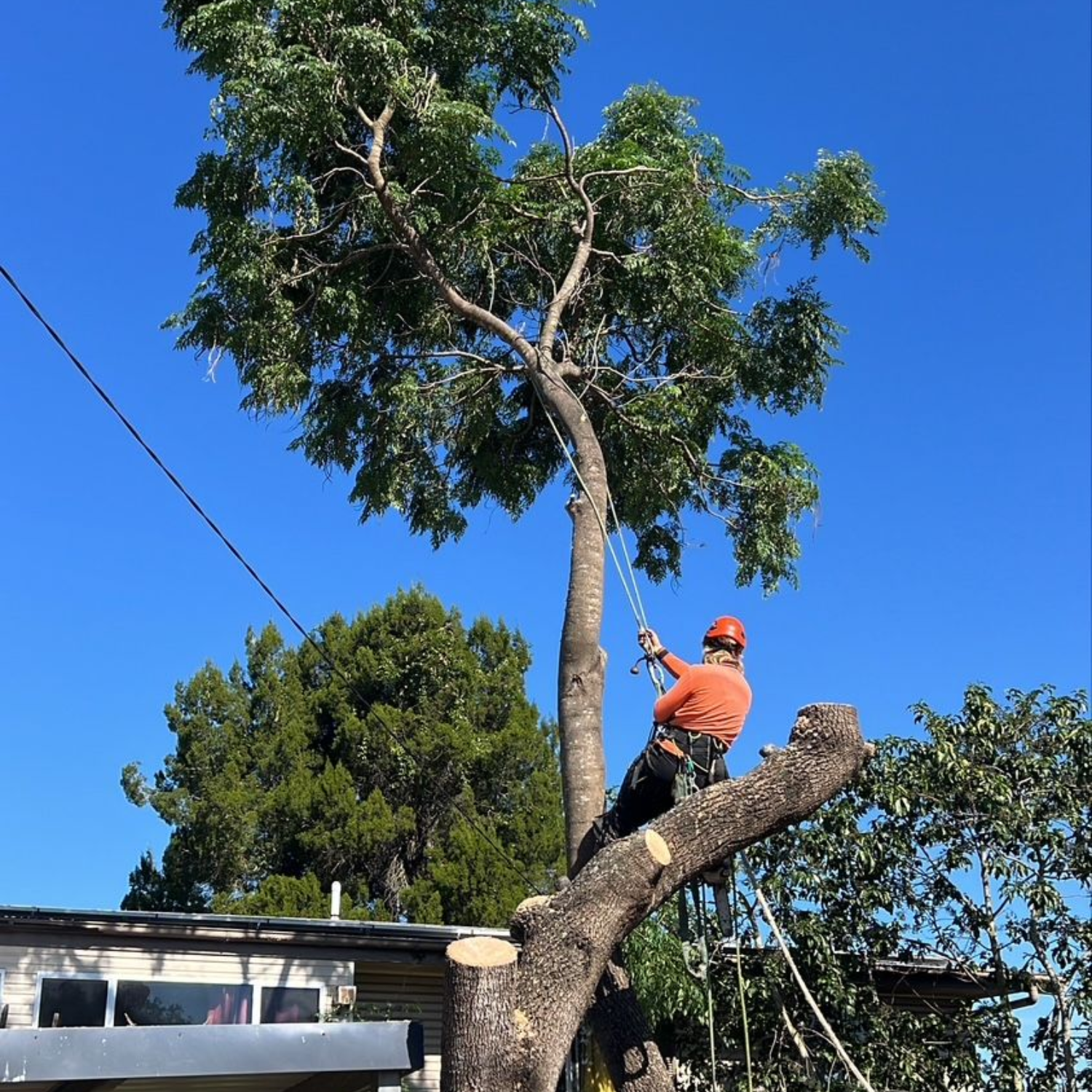 tree loppers Moorooka