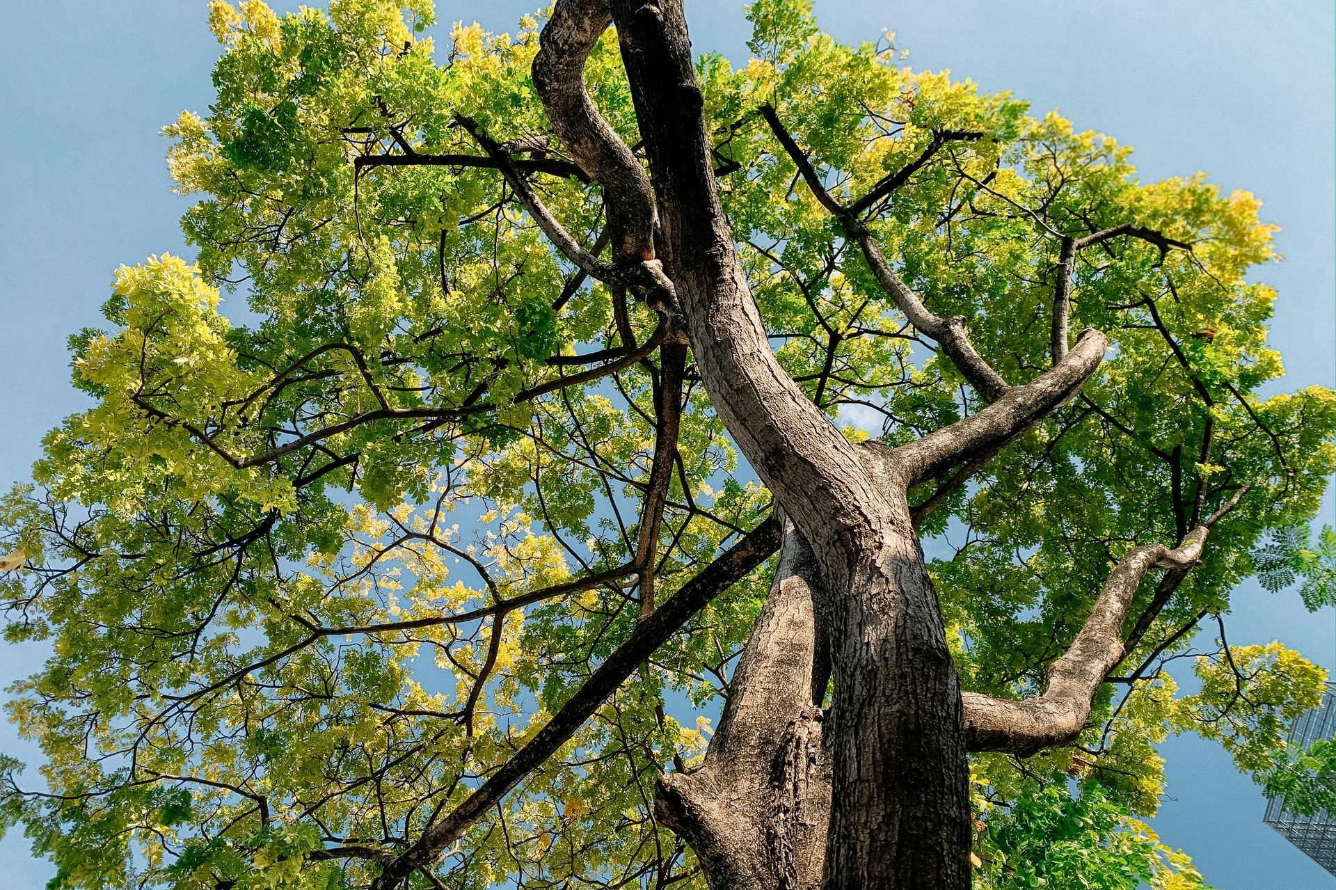 Leaning or Unstable Trees