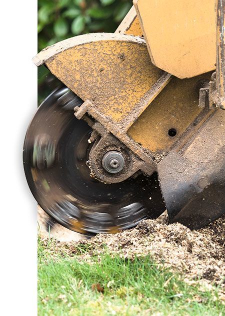 Affordable Tree Loppers Stump Removal