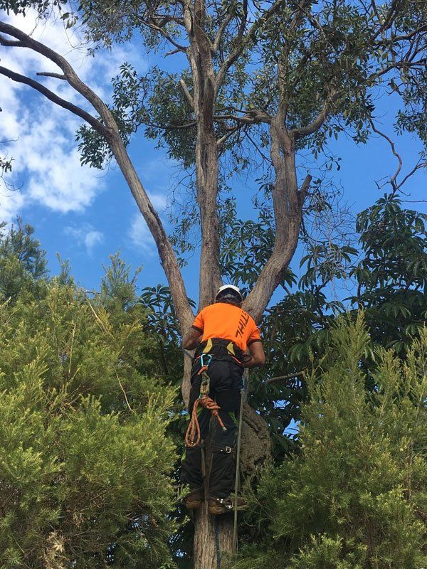 tree removal victoria point