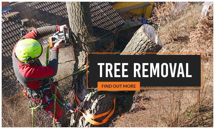 affordable tree loppers tree removal