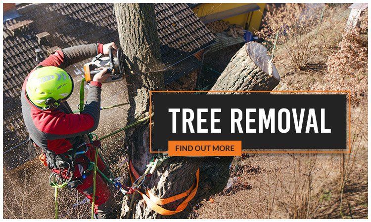 tree removal services brisbane 