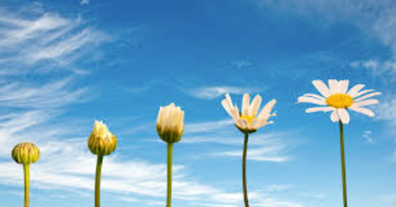 A row of daisies growing in a field with a blue sky in the background.