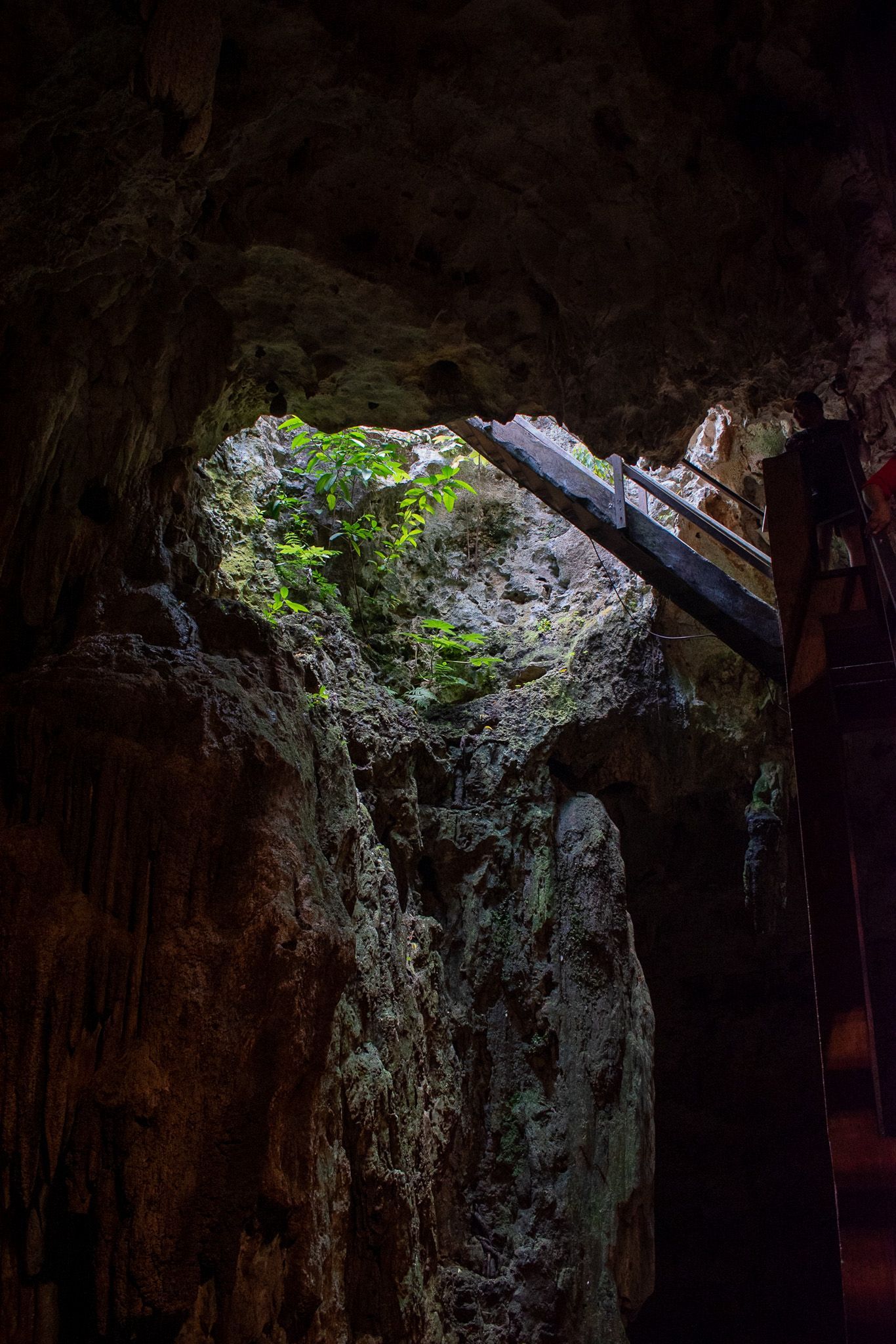 Una persona está mirando desde un cenote con una escalera.