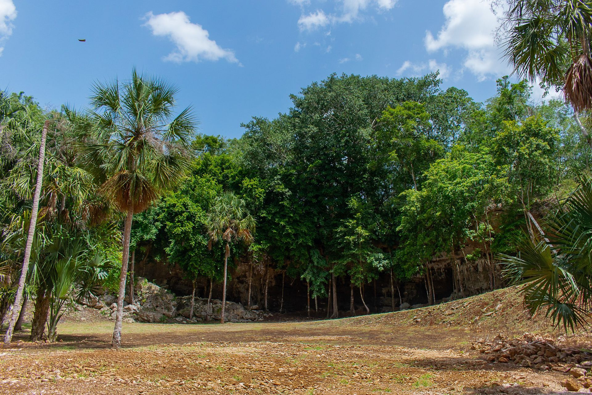 Un campo rodeado de árboles y palmeras en un día soleado.