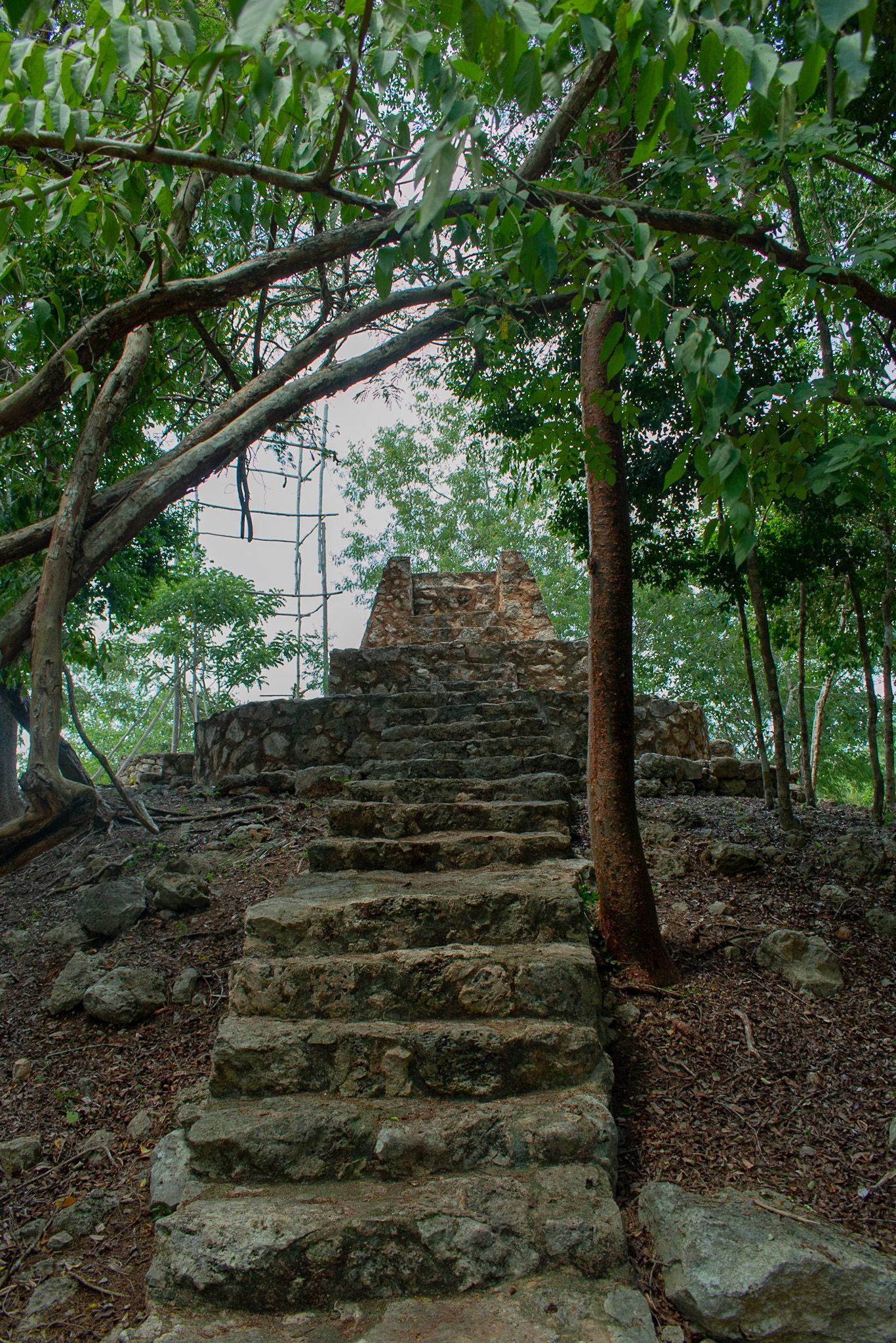 Un conjunto de escaleras de piedra que conducen a un edificio en el bosque.