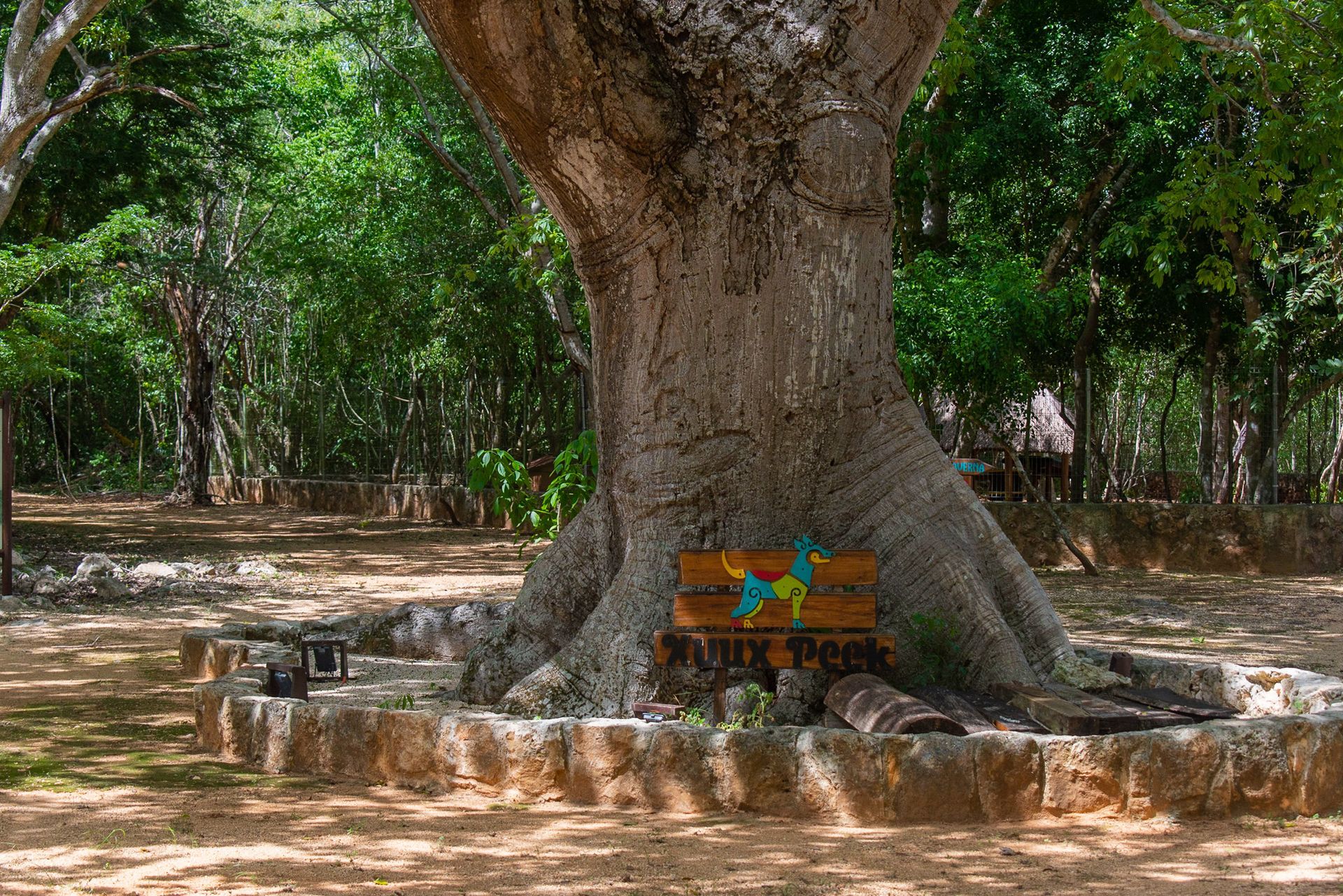 Un banco de madera está sentado debajo de un árbol grande en un parque.