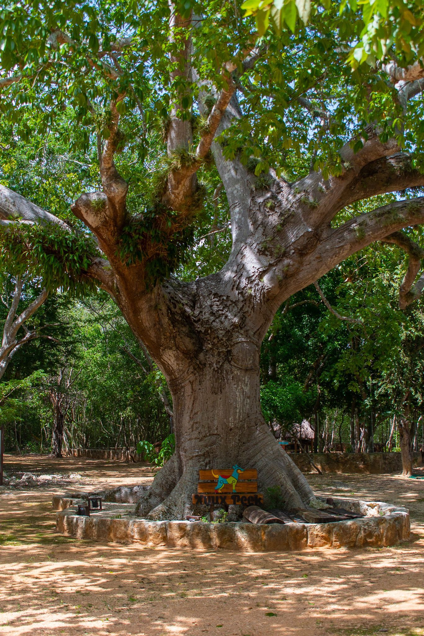 Un árbol grande con muchas ramas y hojas en un parque.