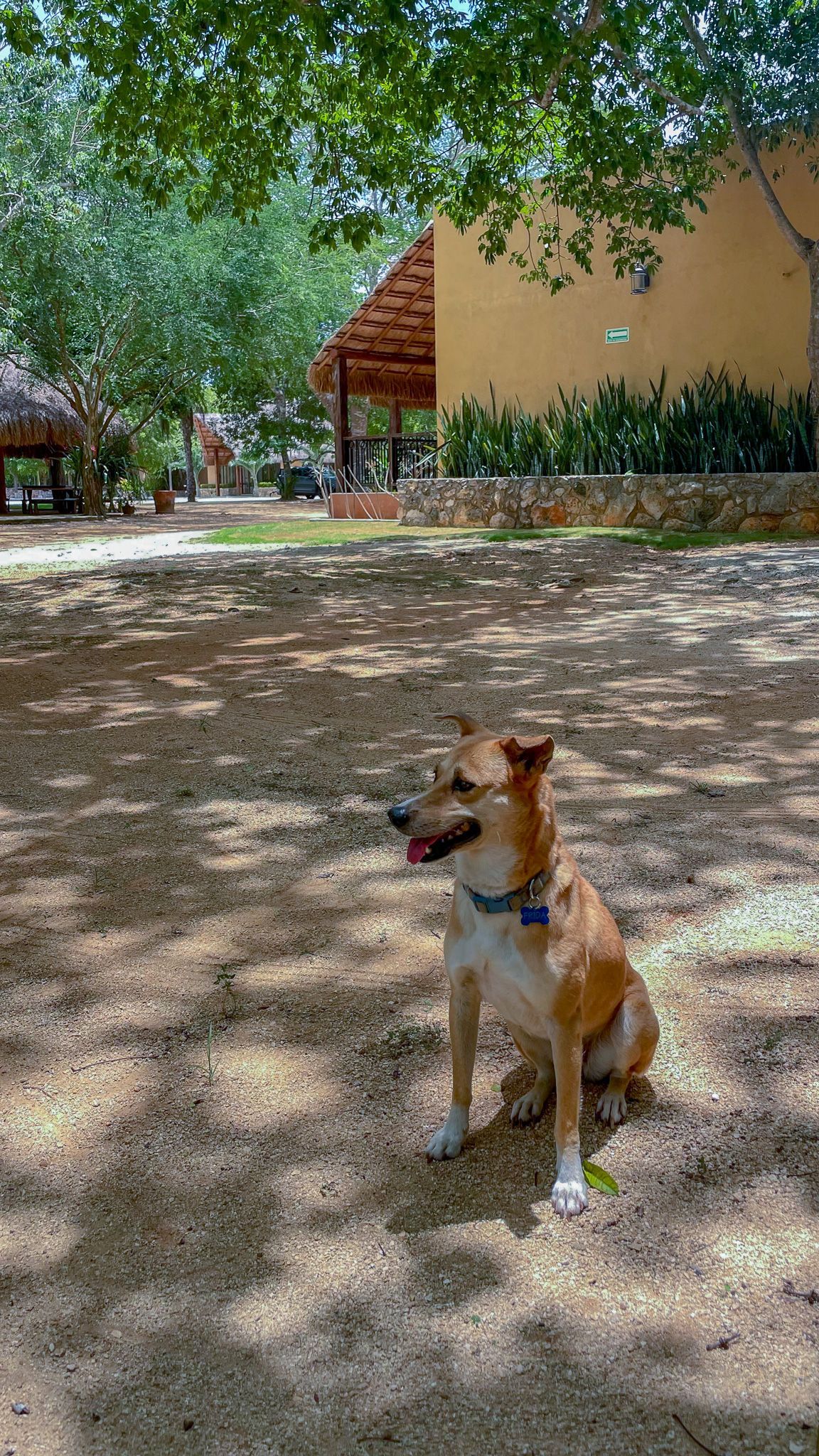 Un perro marrón y blanco está sentado debajo de un árbol en un campo de tierra.