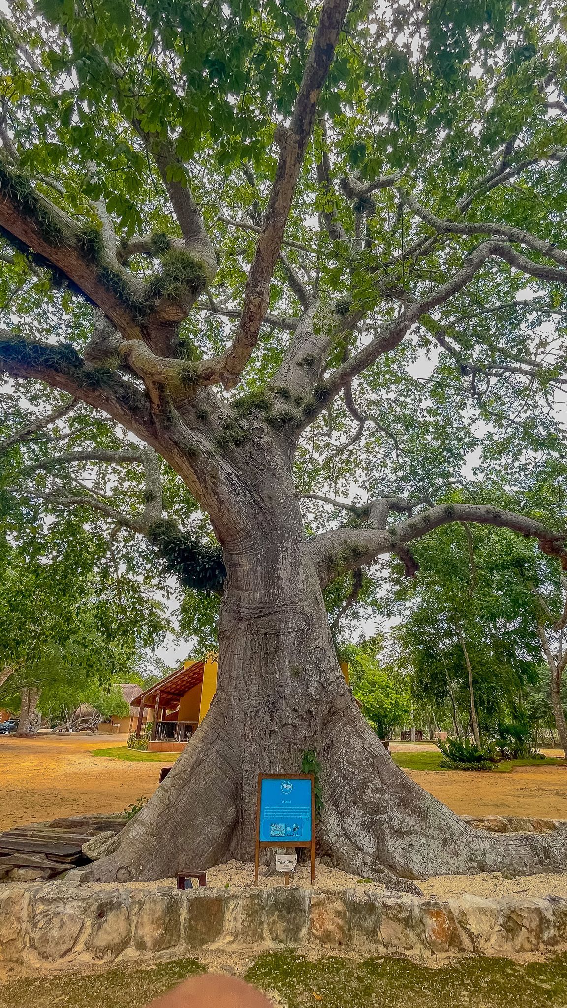 Un árbol grande con muchas ramas y hojas está en un parque.
