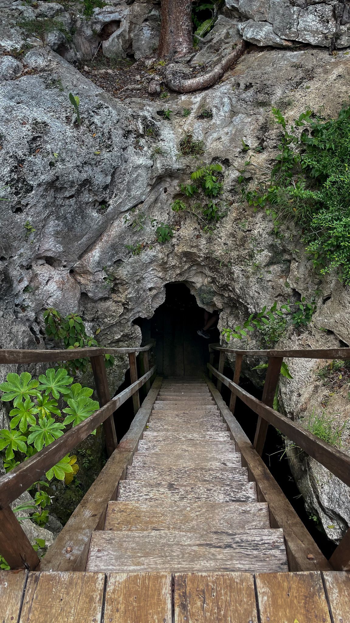 Un puente de madera que conduce a un cenote