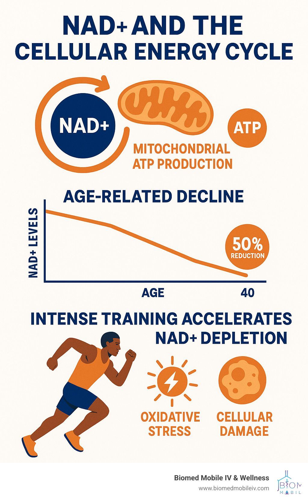 Diagram illustrating NAD+ and the cellular energy cycle. It shows a decline in NAD+ levels with age, and how intense training accelerates NAD+ depletion.