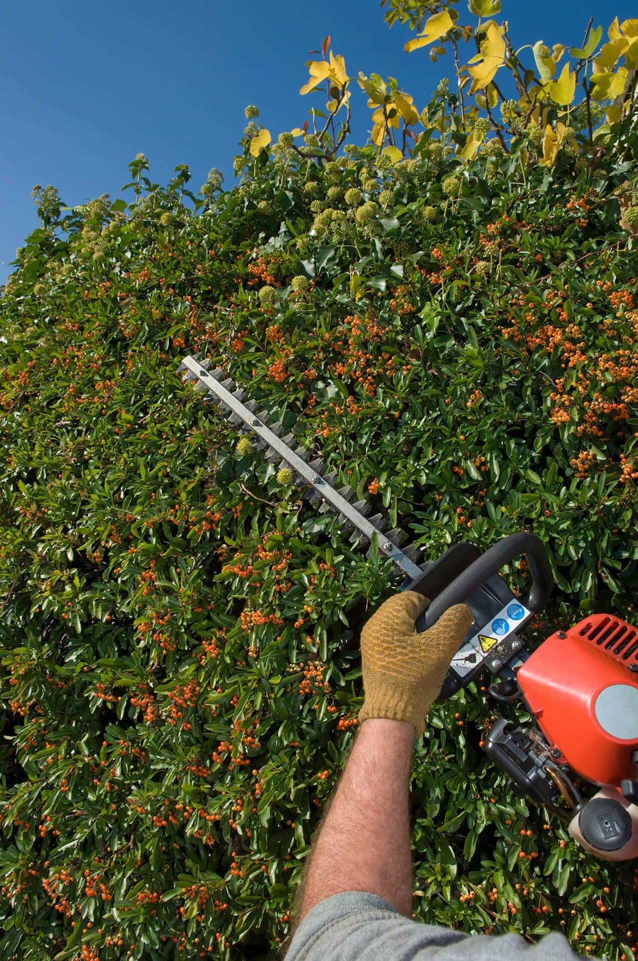Hedge — Cutting Hedges in Louisville, KY