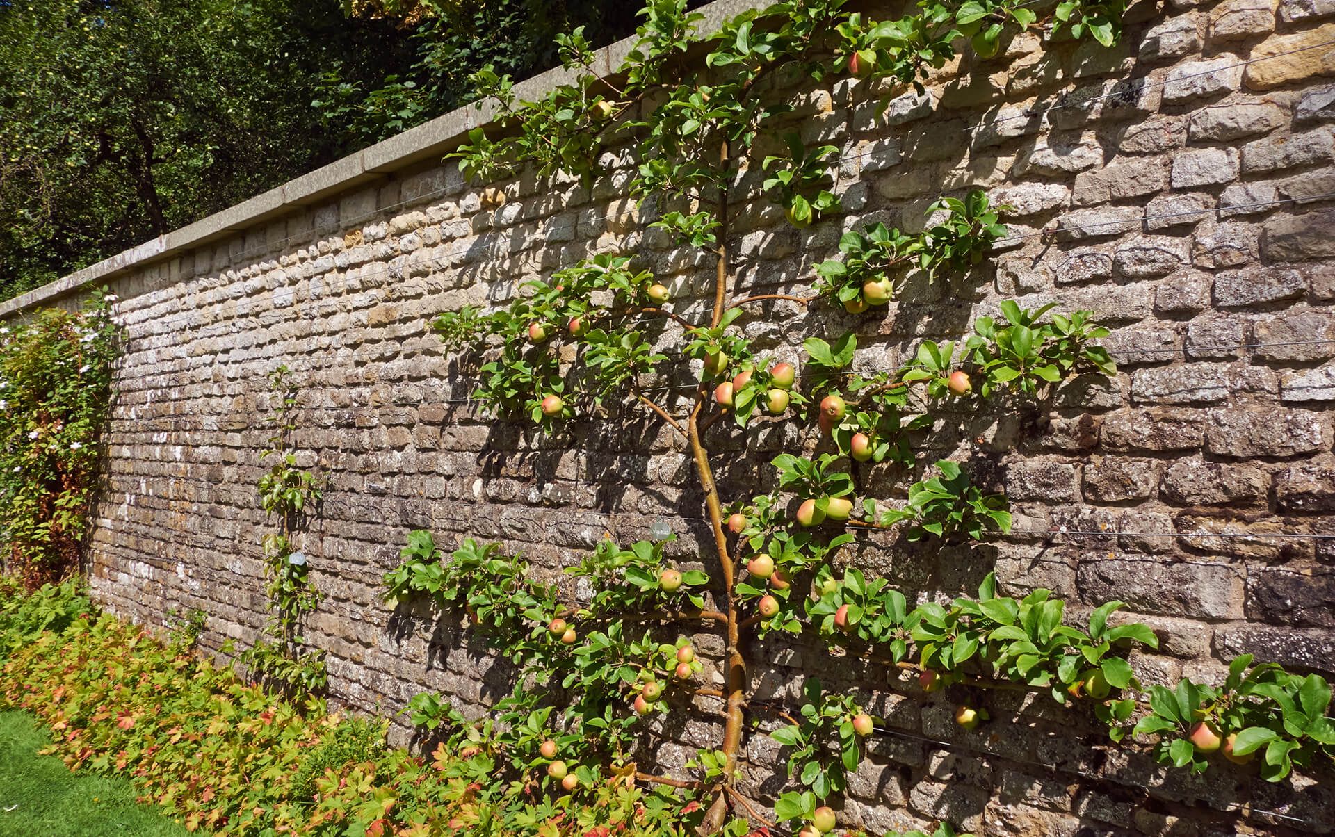 Pergolas — Brick Wall With Plants in Louisville, KYe in Louisville, KY