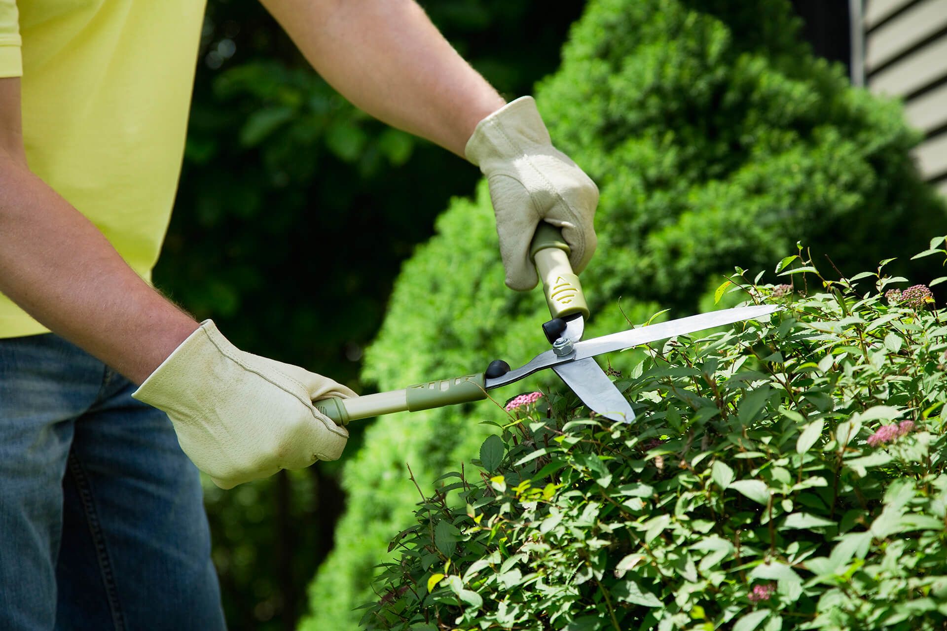 Yard — Trimming Shrubs With Cutter in Louisville, KY