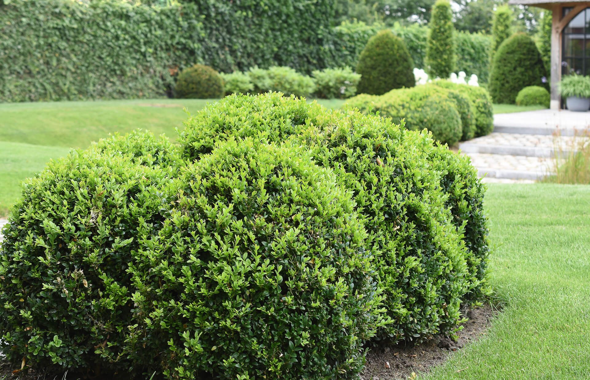 Trimmed Bush