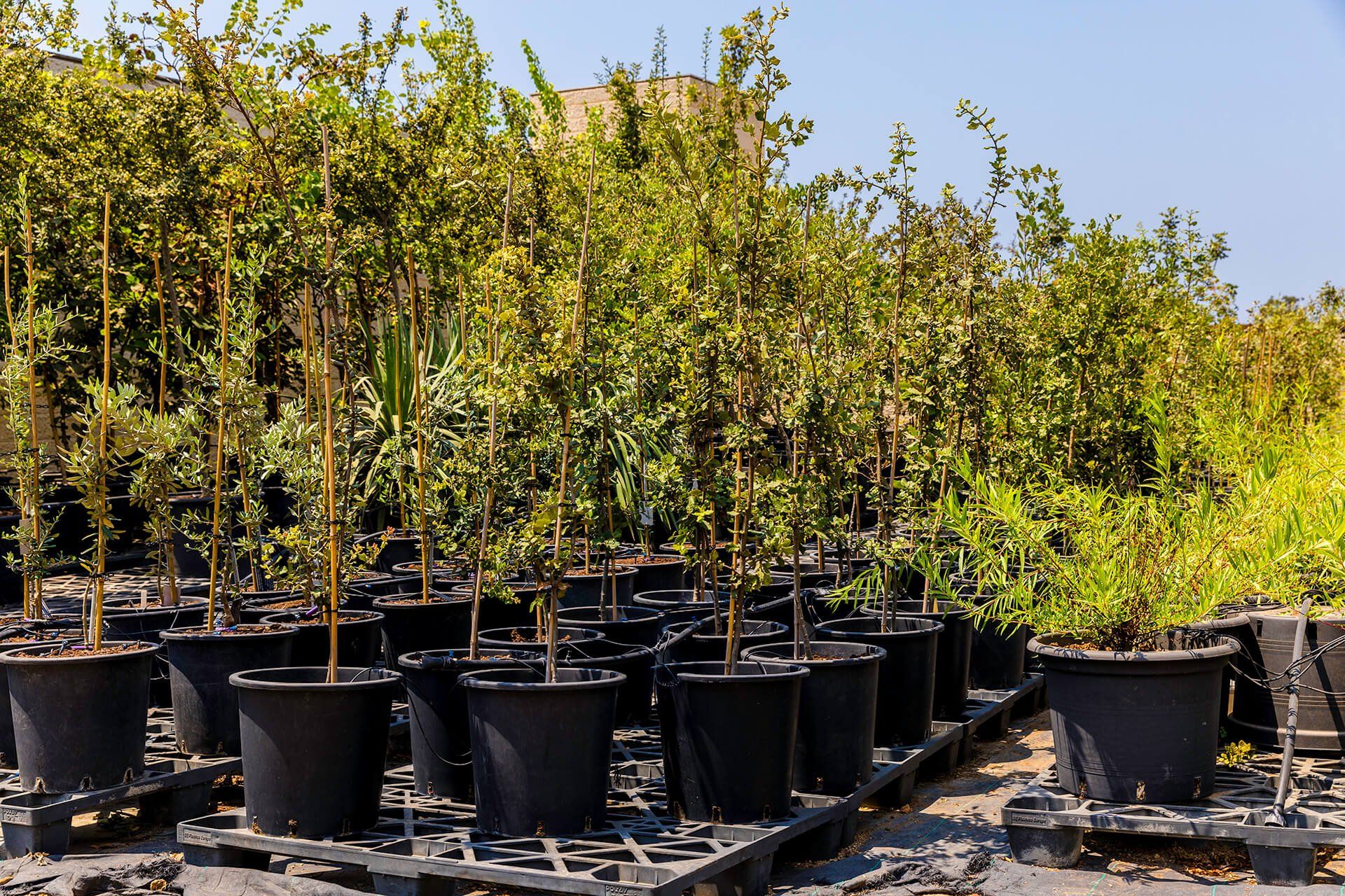 Lawn Services — Tree Saplings Ready For Planting in Louisville, KY