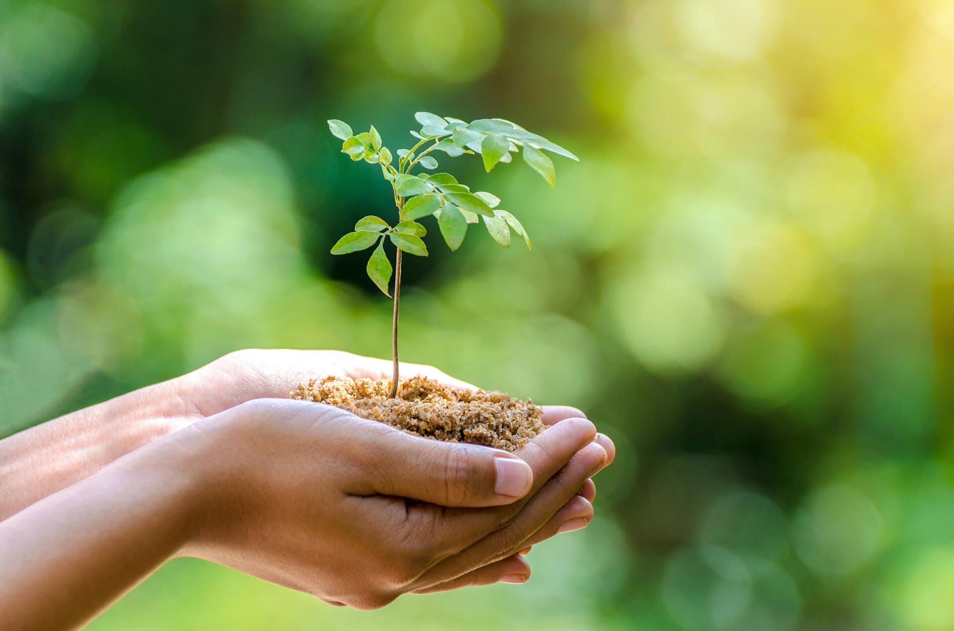 Tree Care — Hand Holding a Plant in Louisville, KY