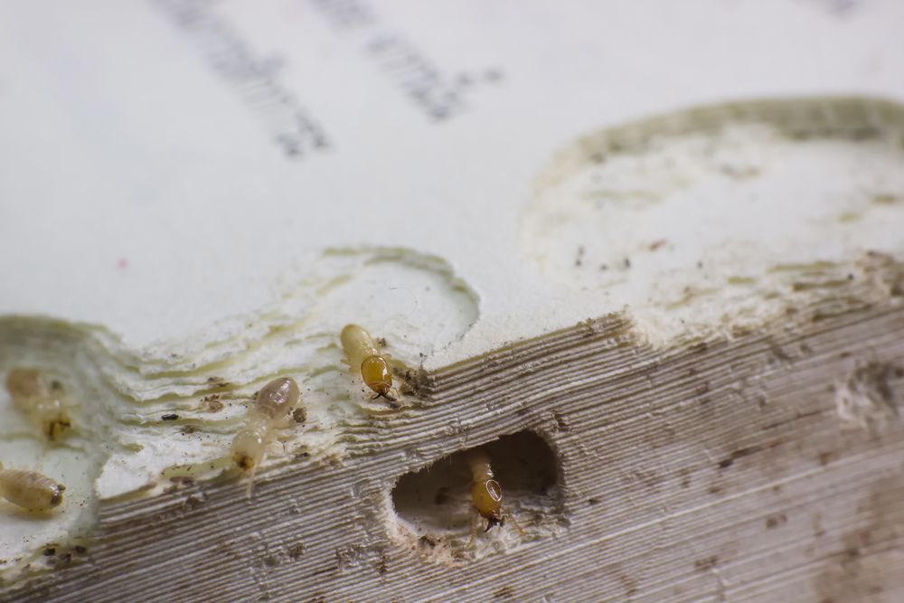 A Close Up of a Book With Termites Crawling on It — Core Pest Management in Bli Bli, QLD