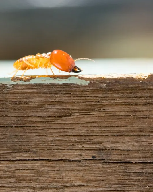 Termite Crawling on a Wooden Beam — Pest Management in Sippy Downs, QLD