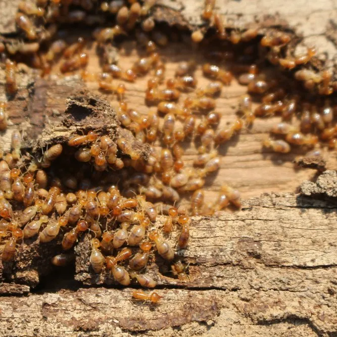 Termites on Wood Wall — Core Pest Management in Buderim, QLD