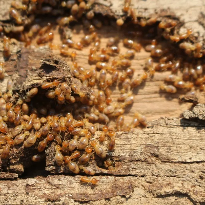 Termites on Wood Wall — Pest Management in Sippy Downs, QLD