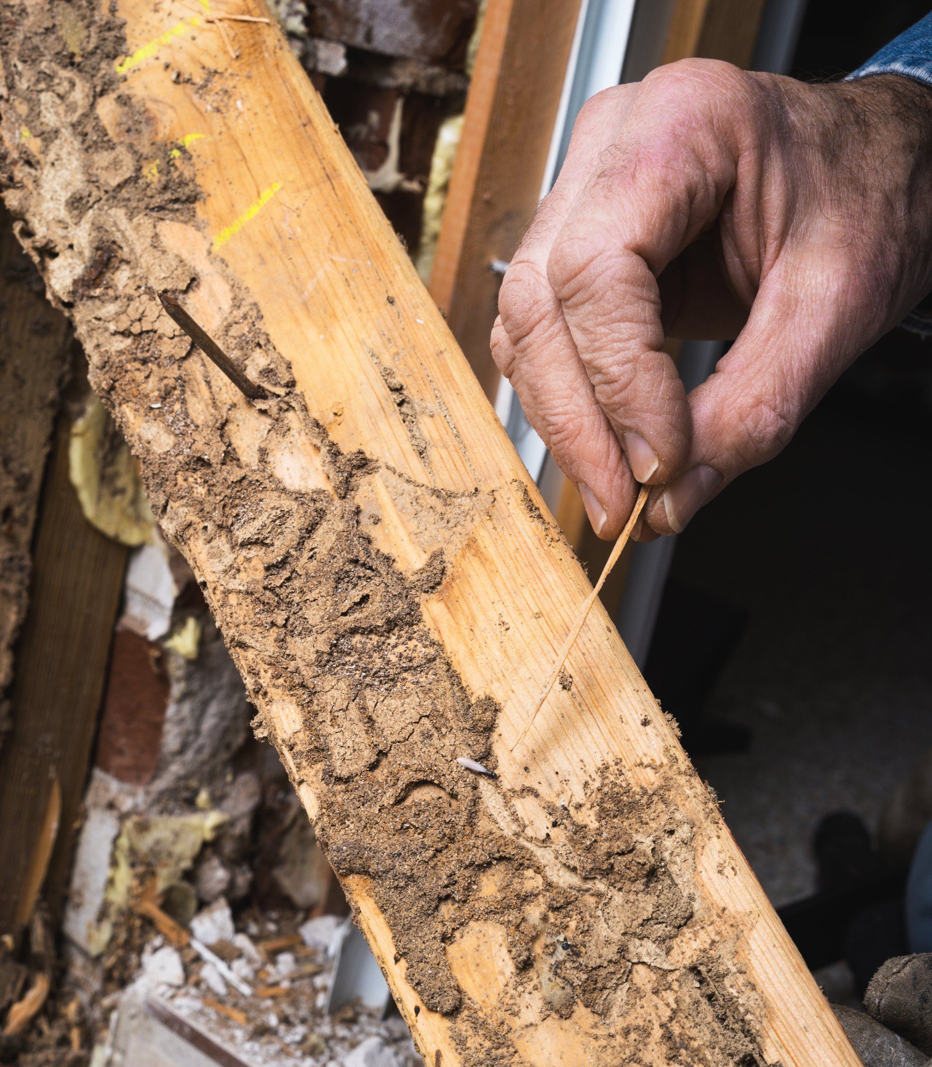Man's Hand Pointing Out Termite Damage — Pest Management in Sippy Downs, QLD