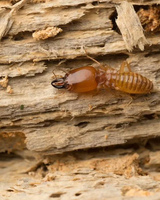 Termite On Rotten Wood— Pest Management in Sippy Downs, QLD