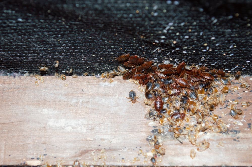 Bed Bugs Are Crawling on a Piece of Wood — Core Pest Management in Maroochydore, QLD