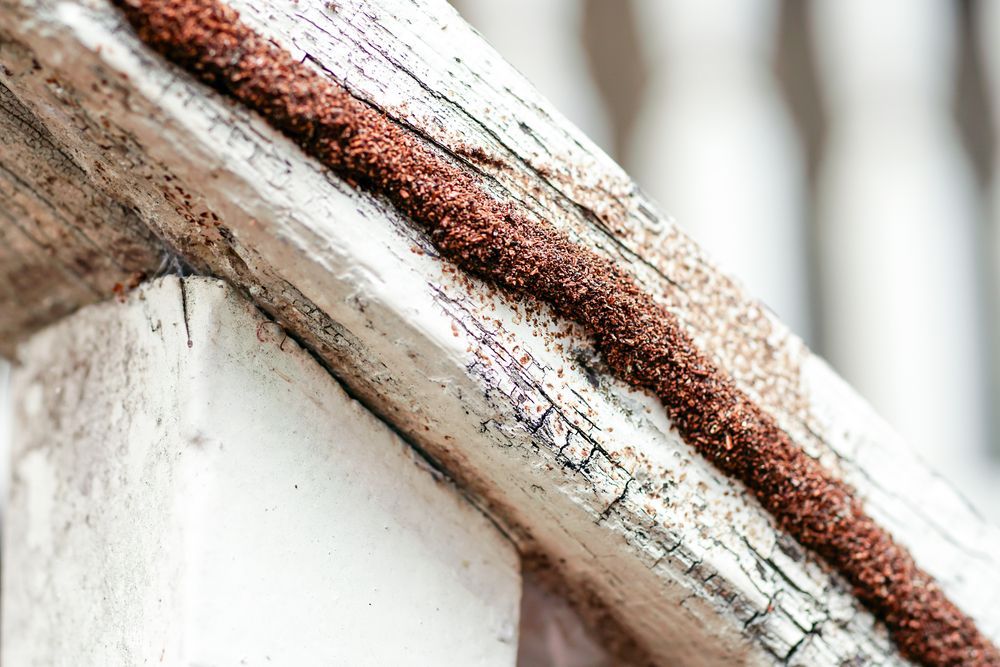 A Close Up of a Piece of Wood With Rust on It — Core Pest Management in Coolum Beach, QLD