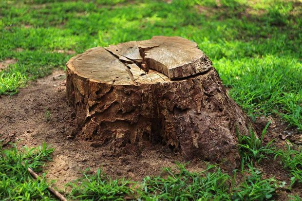 A cut tree stump in a grassy area with a cracked top and exposed roots.