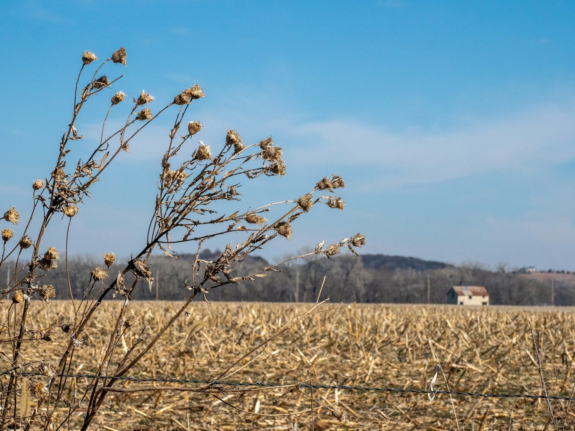 A field of dry grass with a house in the background