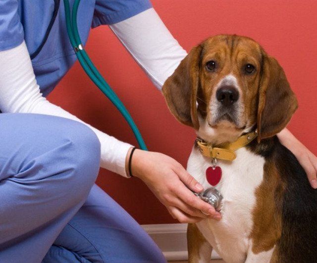 Caninos y Felinos Poblado S.A.S. perro