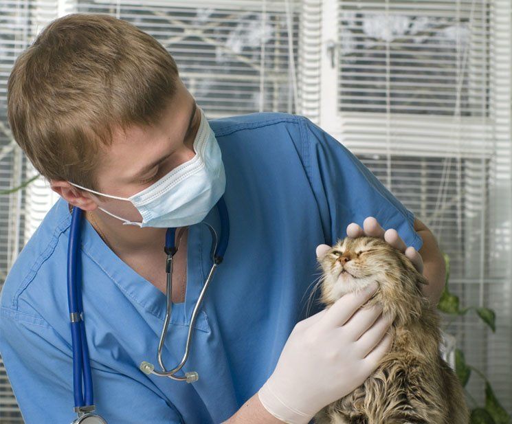 Caninos y Felinos Poblado S.A.S. hombre revisando gato