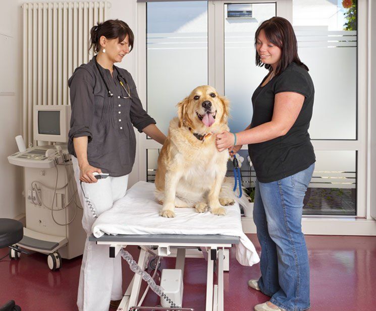 Caninos y Felinos Poblado S.A.S. perro en camilla