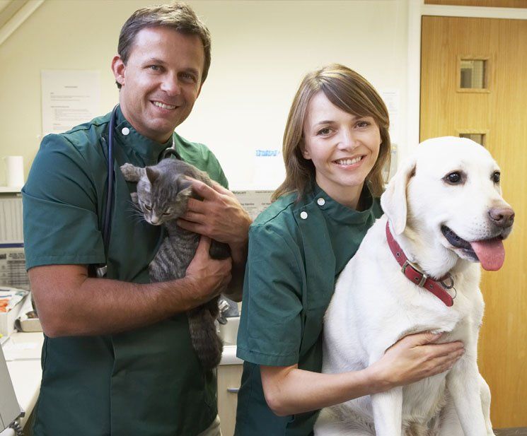 Caninos y Felinos Poblado S.A.S. veterinarios con perro