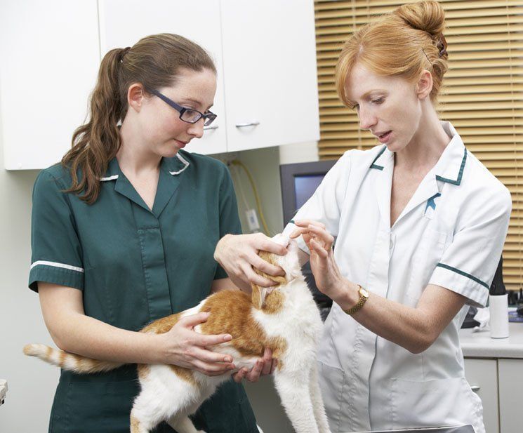 Caninos y Felinos Poblado S.A.S. mujeres veterinarias con gato