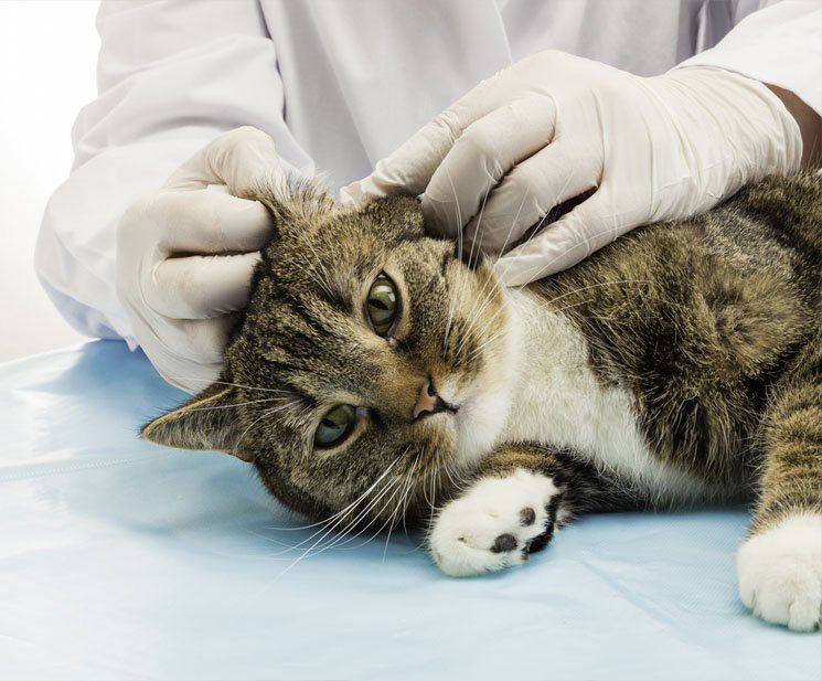 Caninos y Felinos Poblado S.A.S. gato en revisión veterinaria