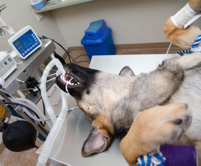 Caninos y Felinos Poblado S.A.S. perro en hospital