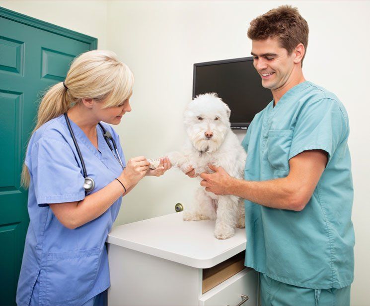 Caninos y Felinos Poblado S.A.S. veterinarios revisando un perro