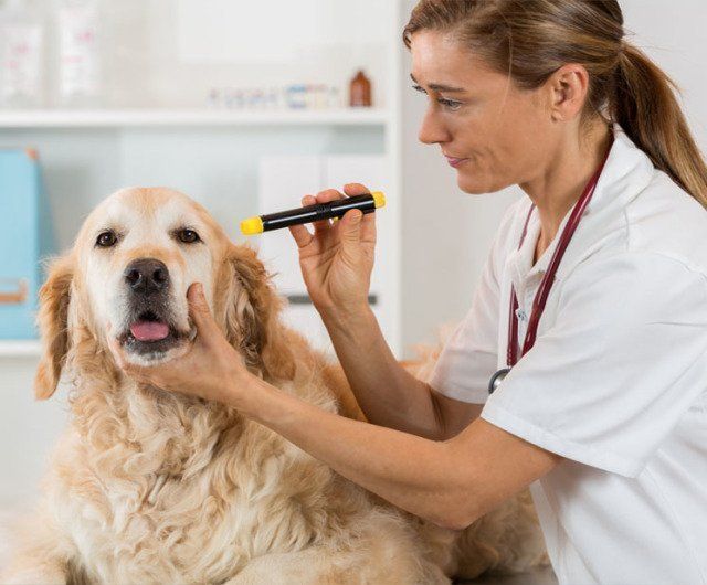 Caninos y Felinos Poblado S.A.S perro en revisón de veterinaria